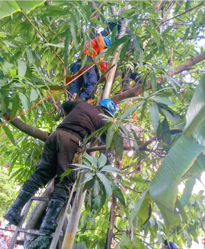 Hombre muere electrocutado sobre una mata de mango en Puerto La&nbsp;Cruz