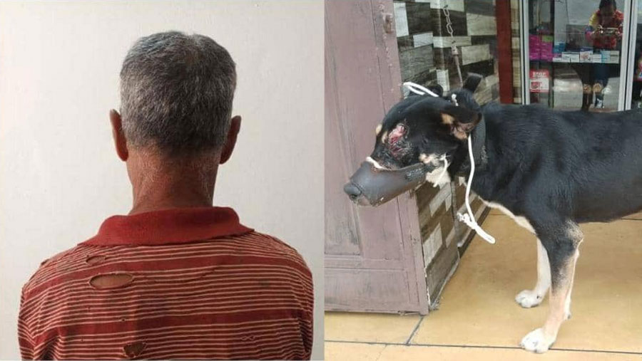 Hombre apuñala a un perro porque “le ladró” en&nbsp;Mérida