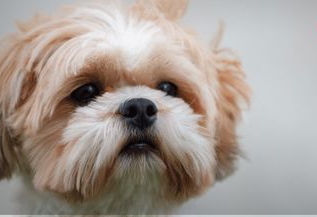 Perrito abandonado en veterinaria espero por 2 años a sus dueños hasta que&nbsp;murió