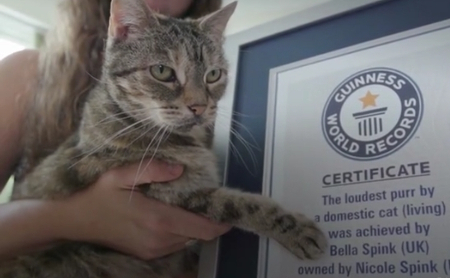 Bella,  rompe el récord mundial Guinness por el ronroneo más&nbsp;fuerte