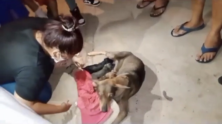 Rescataron a cachorros atrapados en una&nbsp;tubería