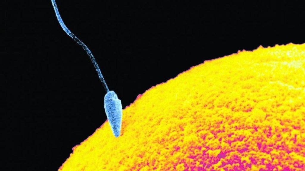 Hallan una molécula que rejuvenece los ovarios y alarga la&nbsp;fertilidad