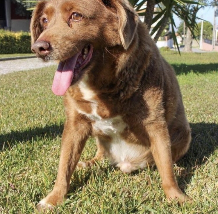 Murió el perro más longevo a sus 31 años en&nbsp;Portugal