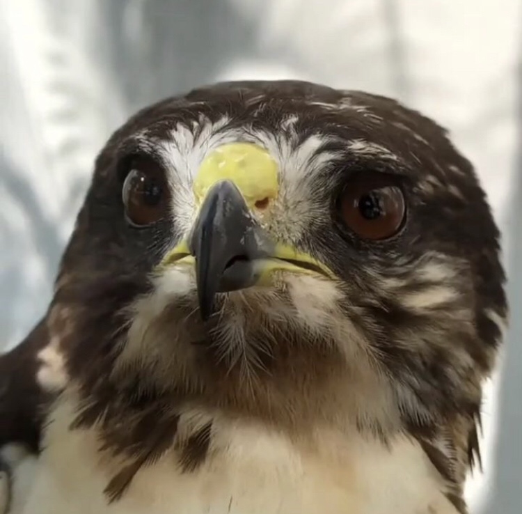 Gavilán fue rescatado en Lechería con signos de&nbsp;aturdimiento