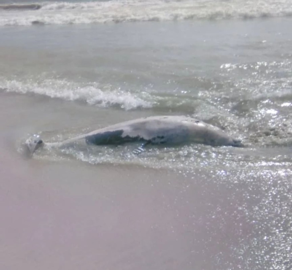 Aparece delfín muerto en costas de Nueva&nbsp;Esparta