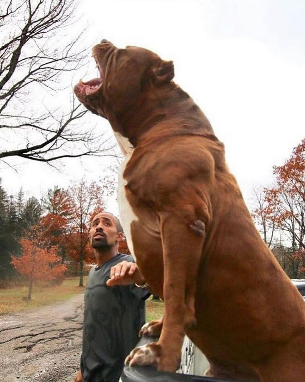 El pitbull más grande del&nbsp;mundo