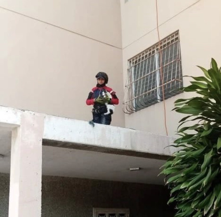 Bomberos rescataron felino en la Urbanización «Cerro&nbsp;Amarillo»