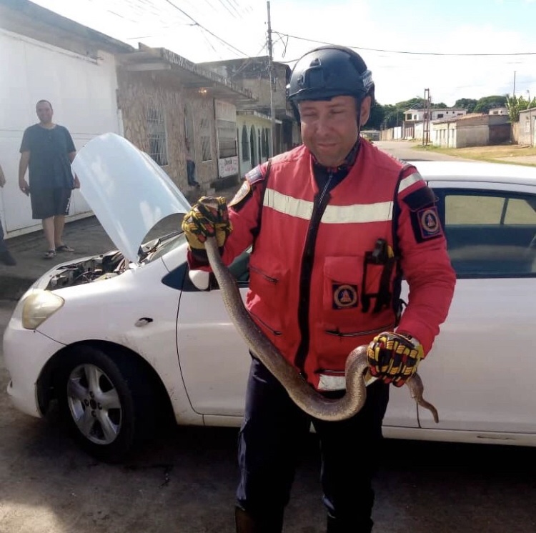 Bomberos rescataron a una serpiente en El&nbsp;Tigre