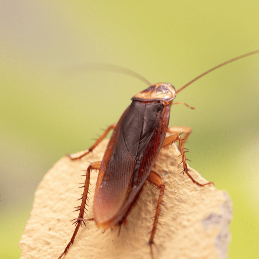 Hombre incendió su departamento mientras intentaba matar una&nbsp;cucaracha