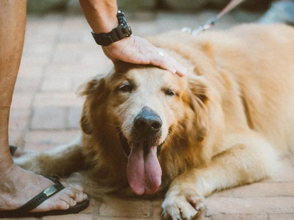 Según experto, los perros entran en «trance» al frotarles las&nbsp;orejas