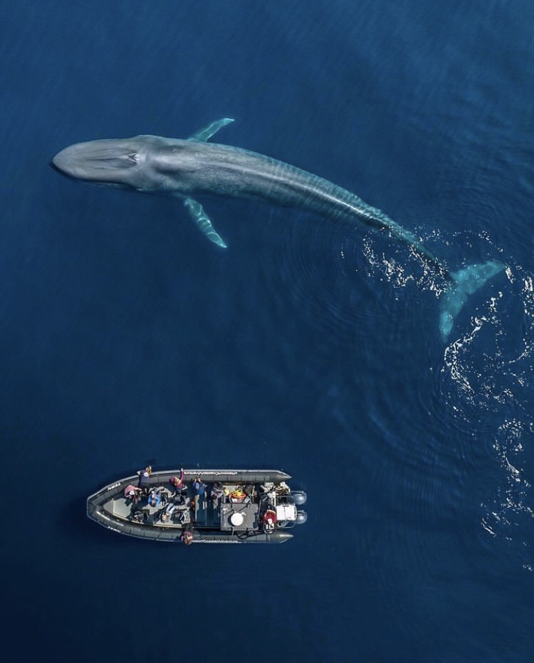 La ballena azul regresa al Océano Índico, después de ser aniquilada hace 50&nbsp;años