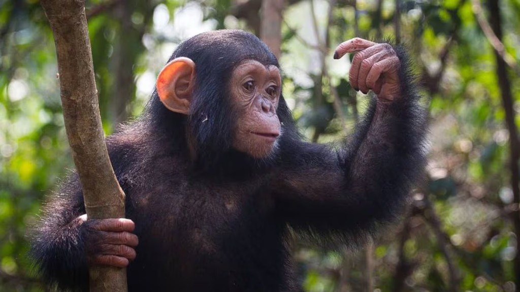 Estudio revela que los simios son capaces de recordar a sus amigos tras décadas&nbsp;separados