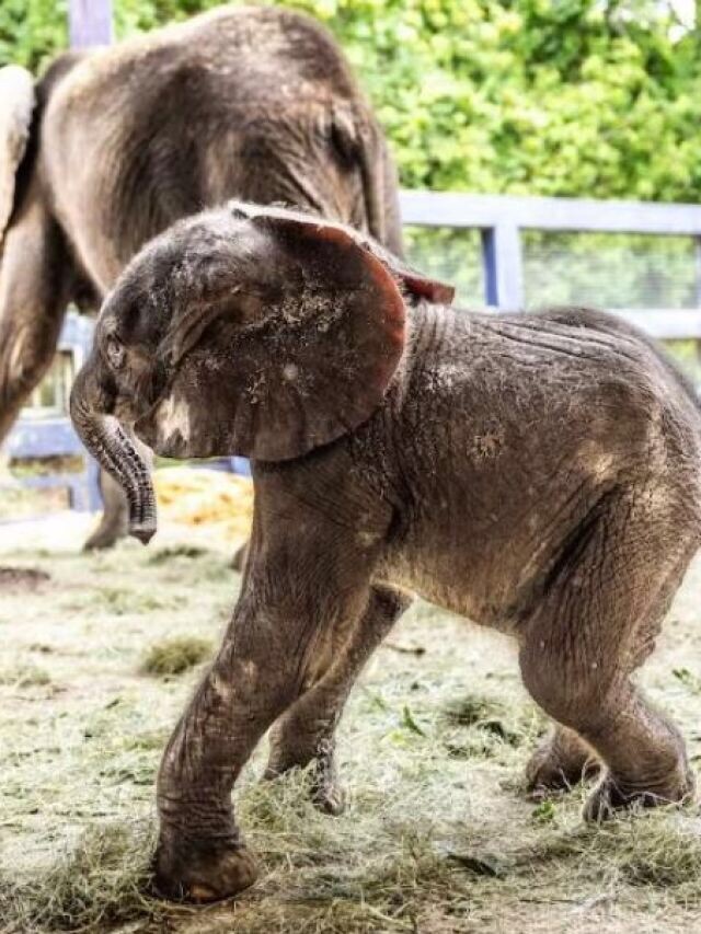 Después de 7 años, nace la primera cría de elefante africano en Disney’s Animal Kingdom&nbsp;[Vídeo]