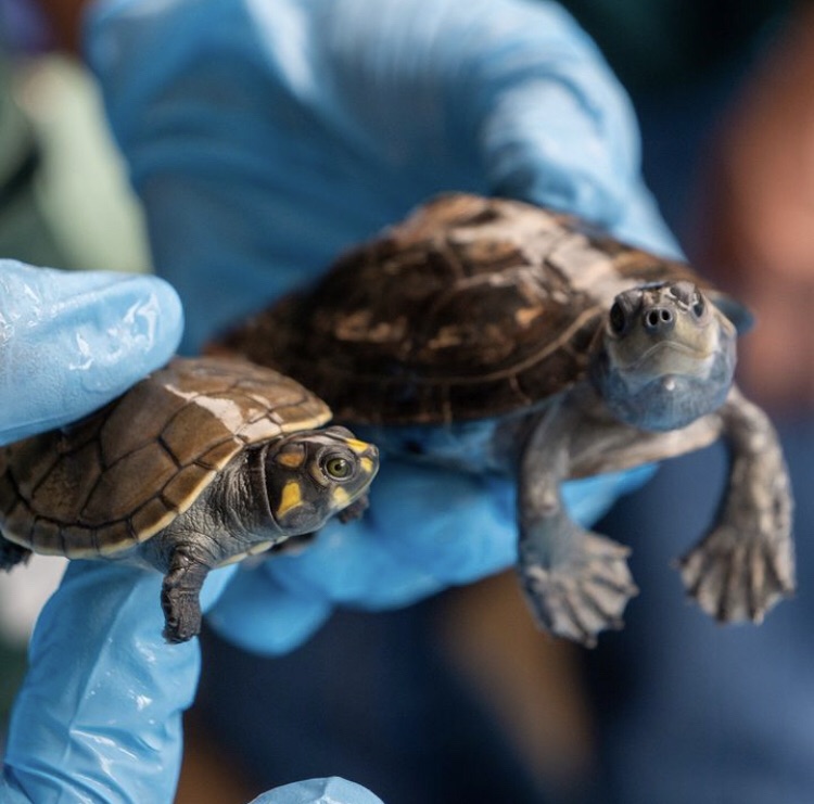 En Perú, más de 4.000 tortugas se salvan de ser traficadas a&nbsp;Indonesia