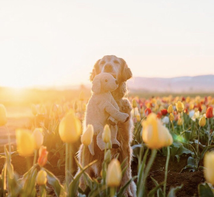 Gumbo, el perro que es acompañado por su peluche a todas&nbsp;partes