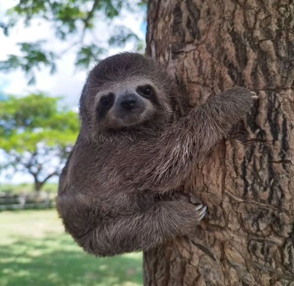 La perecita Zoe fue llevada a una fundación y ya fue adoptada por una pereza en el&nbsp;lugar