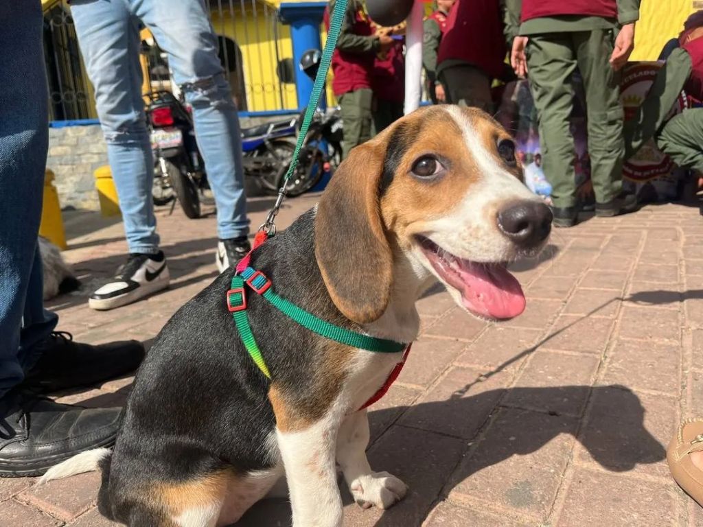 120 mascotas fueron atendidas en mega jornada de misión Nevado en&nbsp;Barcelona