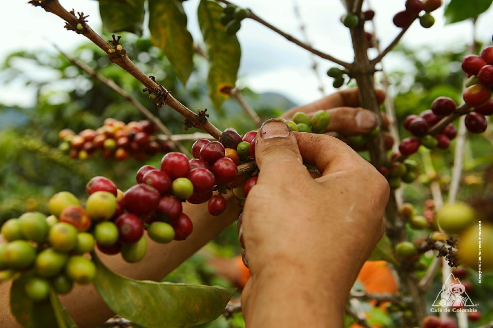 Productores denuncian estafa y robo de 500 quintales de&nbsp;café
