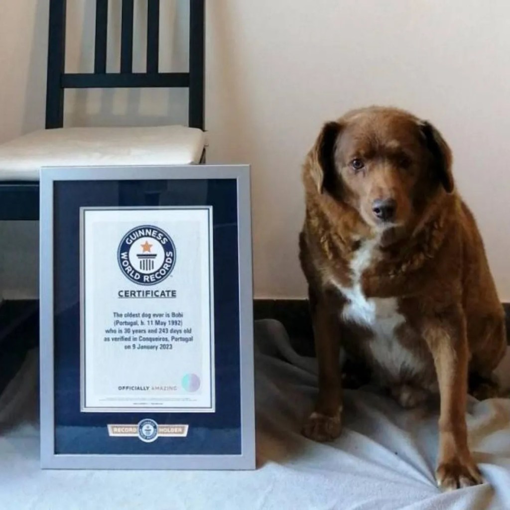 Guinness suspende el título del perro más viejo del&nbsp;mundo