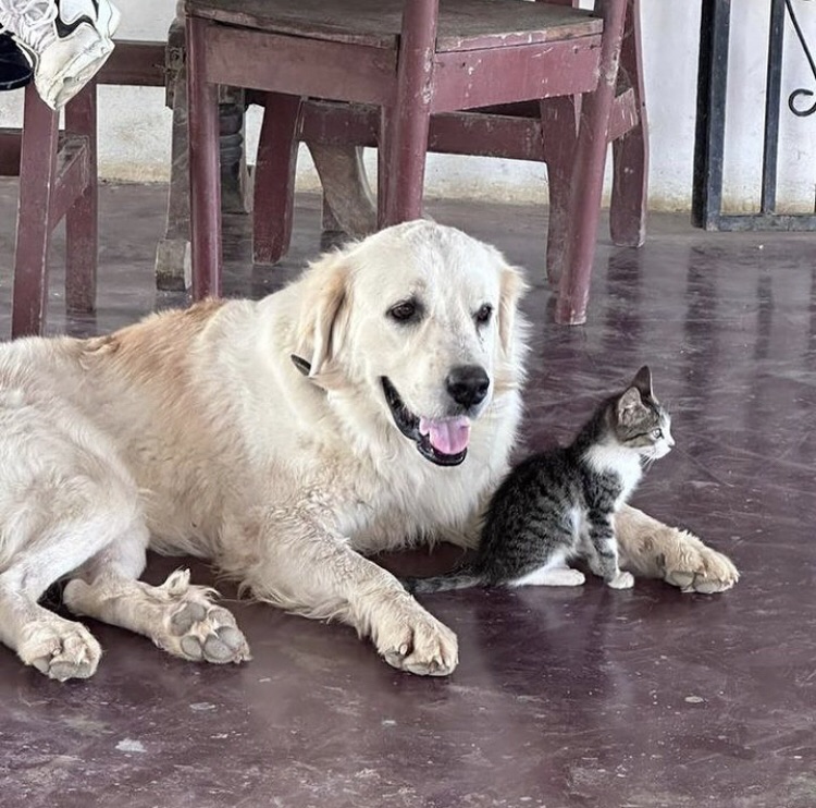 Aprehendido sexagenario por presuntamente causarle la muerte a un perro Mucuchies en&nbsp;Lara