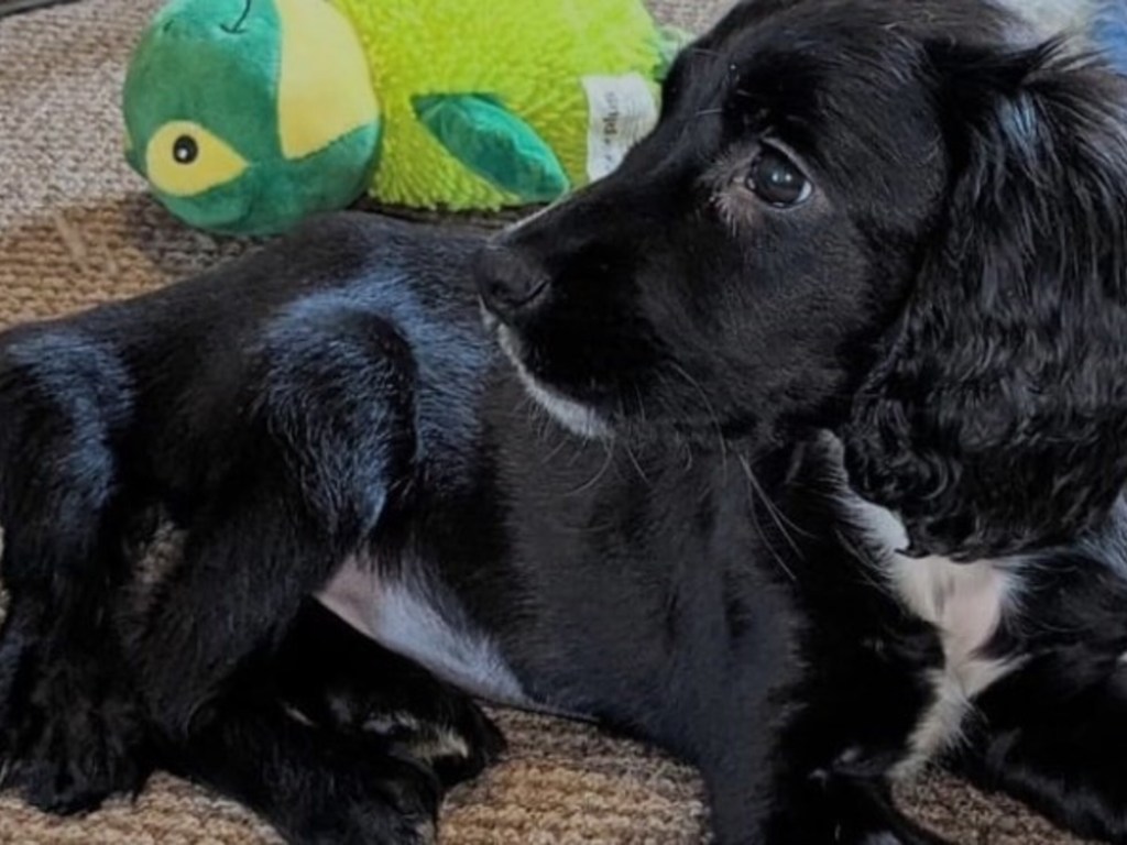 Una perrita de seis patas abandonada tiene una nueva oportunidad de&nbsp;vida