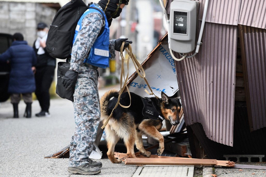 Elsa y Jennifer, las perras rescatistas que ubican víctimas en&nbsp;Japón