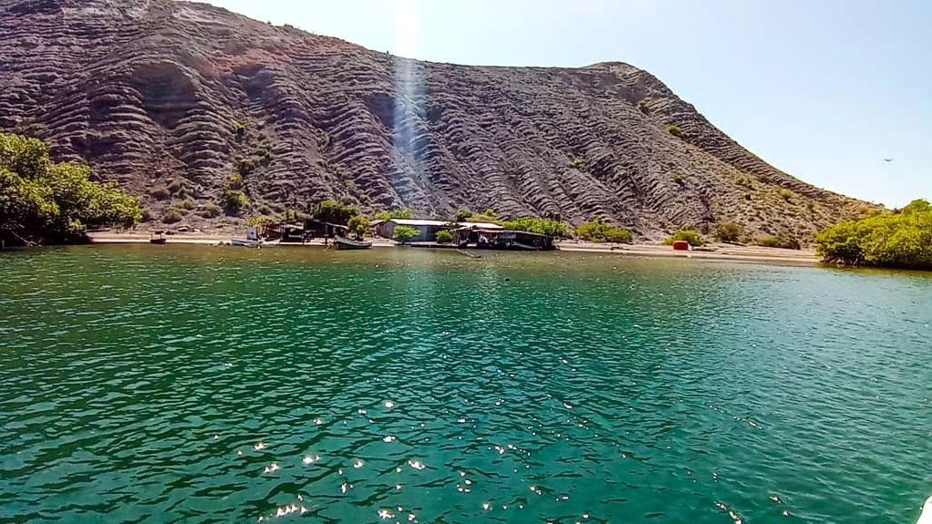 Continúa investigación para control y erradicación del coral&nbsp;Unomia
