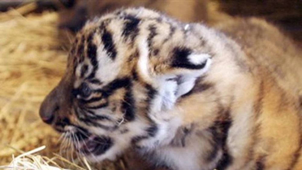 Tres cachorros de la especie de tigre más amenazada del planeta nacieron en&nbsp;China