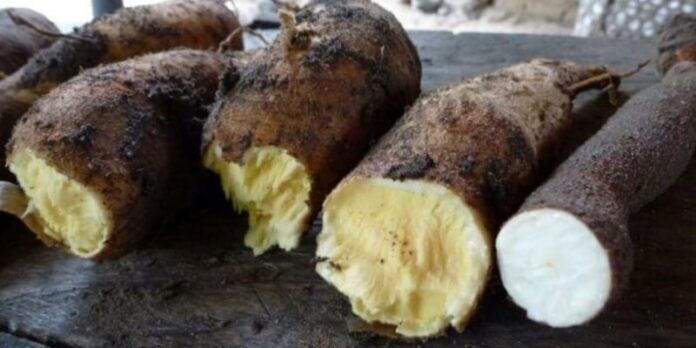 Familia hospitalizada por intoxicación tras comer torta de&nbsp;casabe