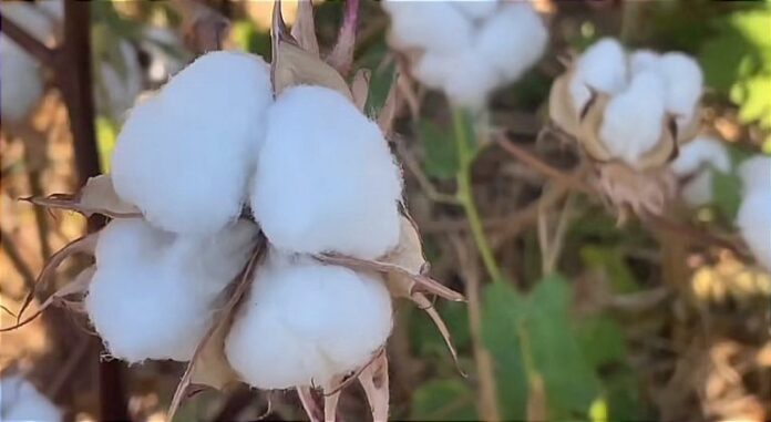 Unas 800 hectáreas de algodón cosechan en&nbsp;Guárico
