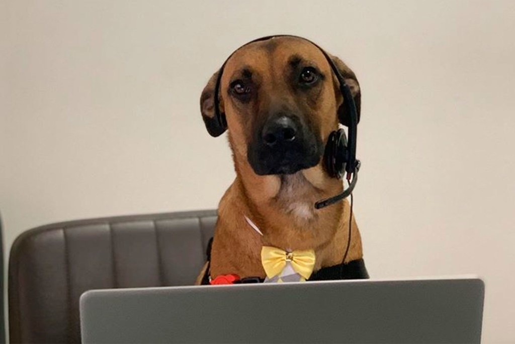 Perro callejero es contratado por Hyundai como “vendedor de&nbsp;carros”