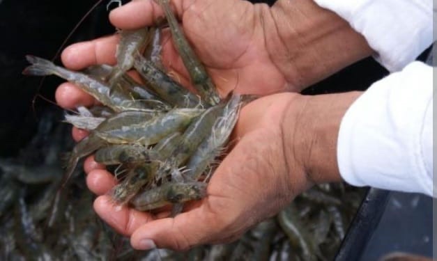 Zulia produce más de 50.000 toneladas de camarón al&nbsp;año