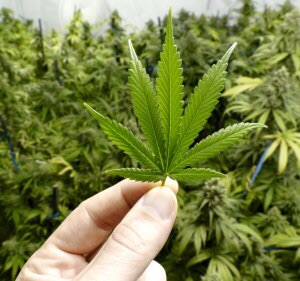 Estudio revela cuánto tiempo dura el efecto del&nbsp;cannabis