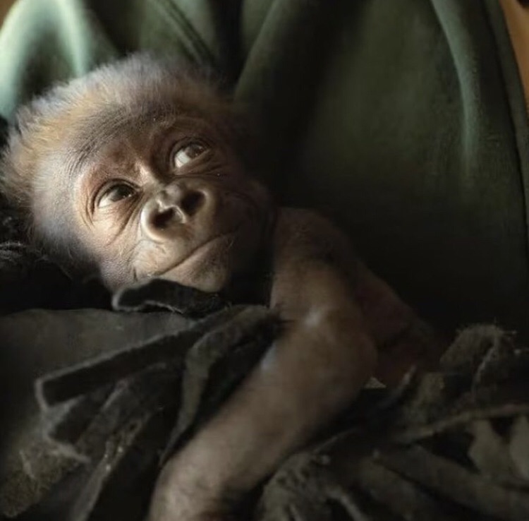 Jameela, la bebé gorila que es un&nbsp;milagro