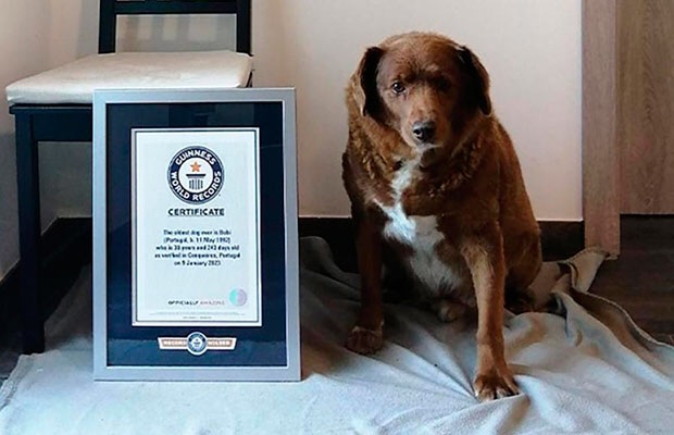 Guinness le retira el título del perro más viejo del mundo al mastín luso&nbsp;Bobi