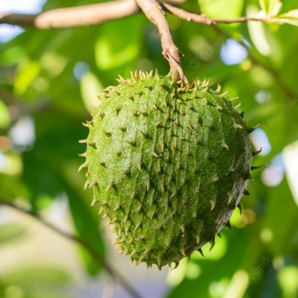 Conoce los beneficios de la Guanábana para la&nbsp;salud