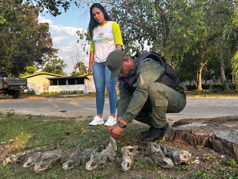 Rescatan 40 ejemplares de iguana en&nbsp;Anzoátegui