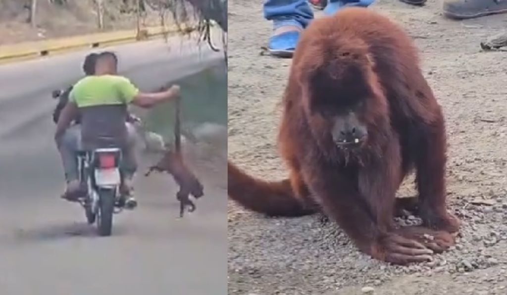 MP investigará a dos hombres por traslado inadecuado de mono en&nbsp;Carabobo