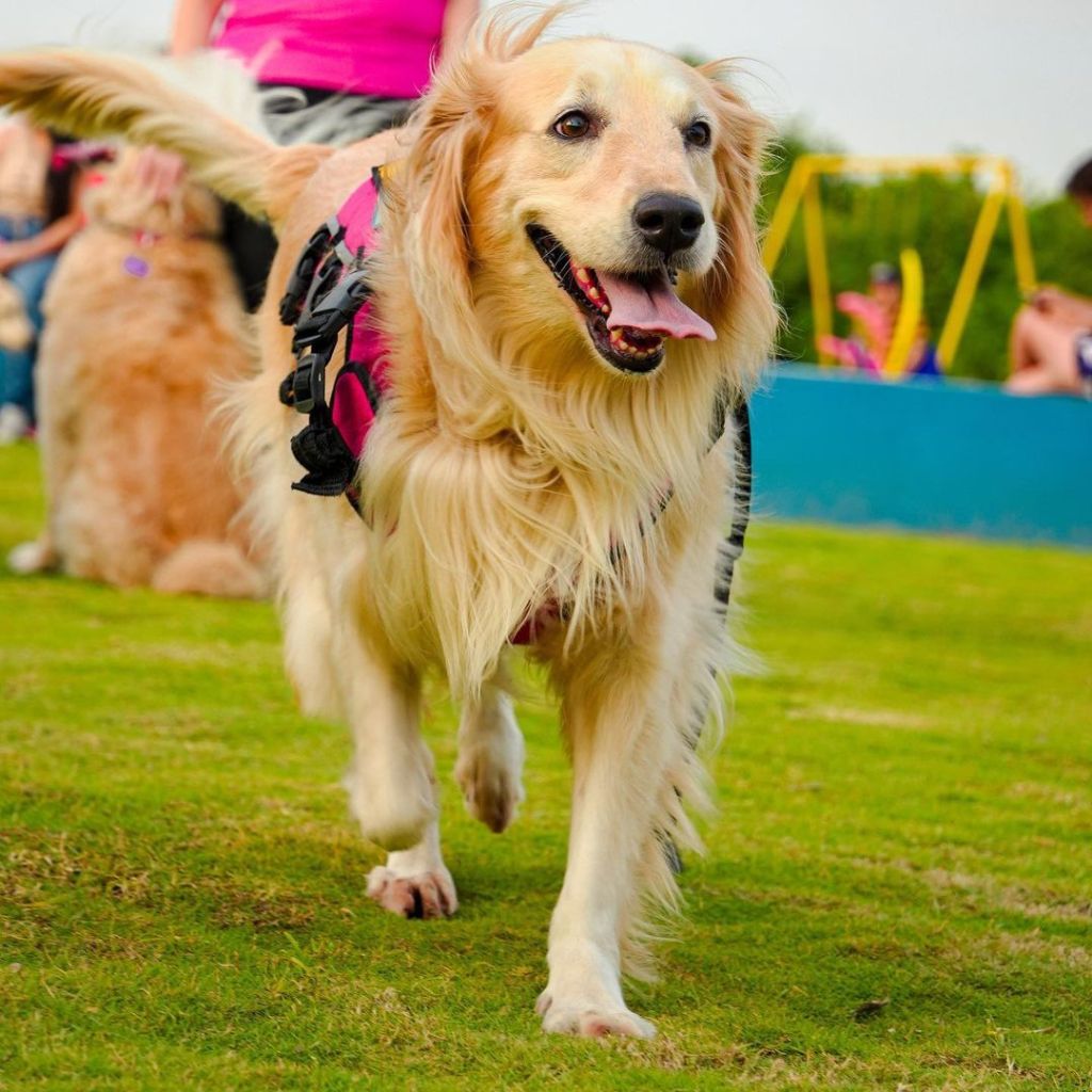 Policía municipal de Barcelona tiene línea telefónica para recibir denuncias de maltrato&nbsp;animal