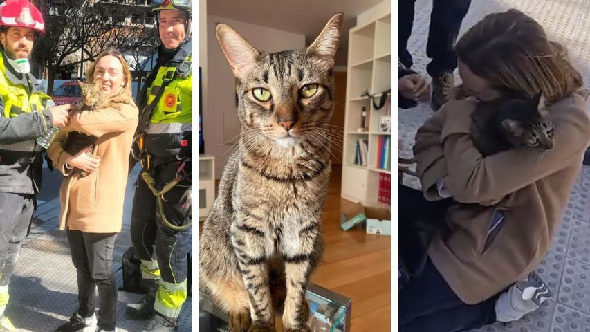 Los bomberos rescatan a Coco, un gato que sobrevivió al incendio del edificio de Valencia,&nbsp;España