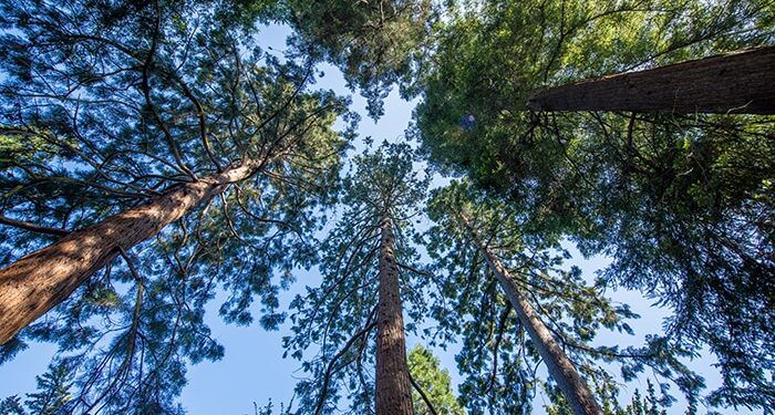 Científicos usan la IA para predecir el riesgo de extinción de todas las&nbsp;plantas