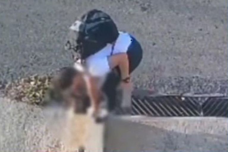 Ministerio Público iniciará investigación contra sujeto que asesinó a un gato en La&nbsp;Guaira