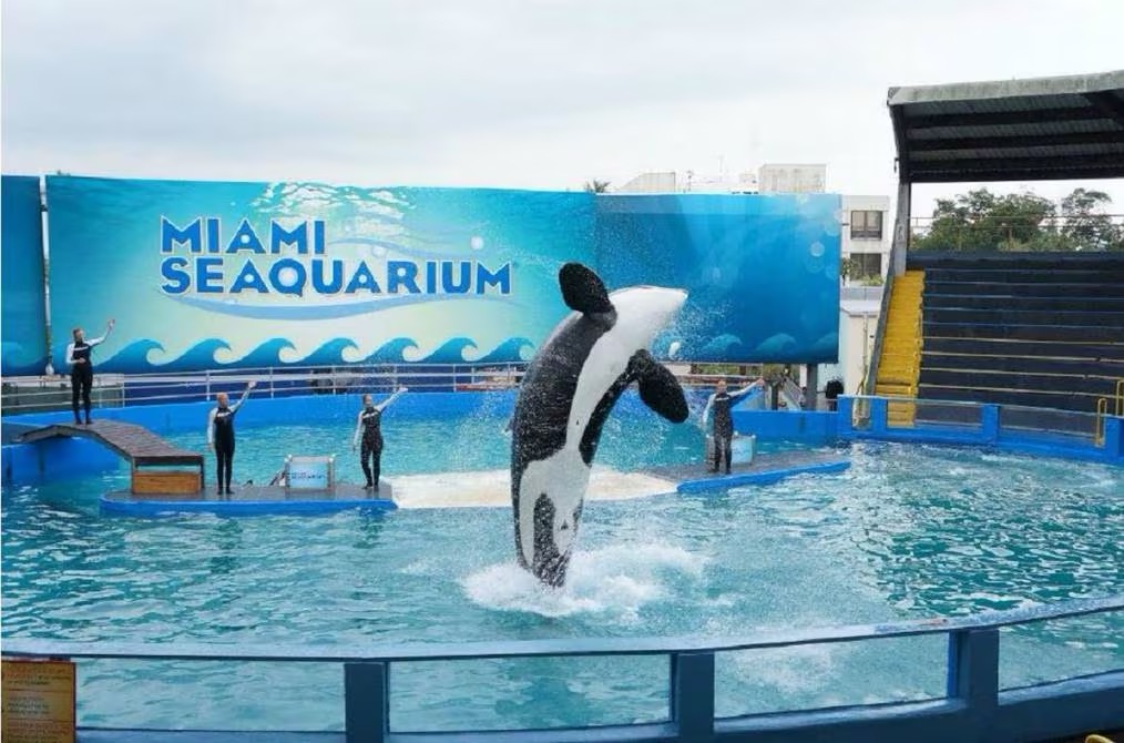 Miami rescindió contrato de arrendamiento del Seaquarium por maltrato&nbsp;animal