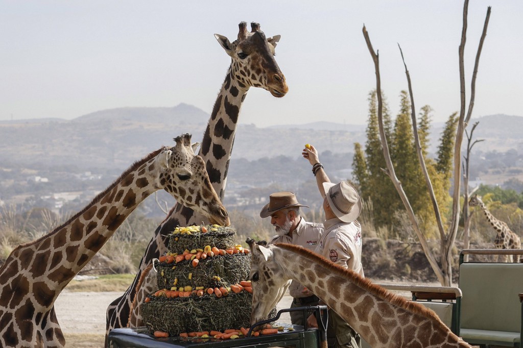 Murió una jirafa en el Zoológico de Miami tras fracturarse el&nbsp;cuello