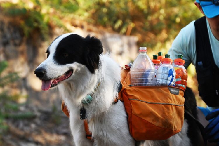 Sam: El perro chileno que recicla basura junto a su&nbsp;humano