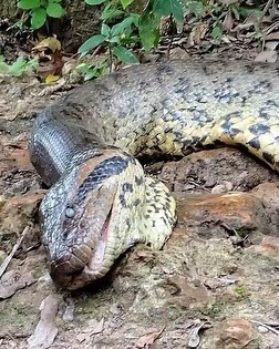 Murió la anaconda más grande del mundo, descubierta en el&nbsp;Amazonas