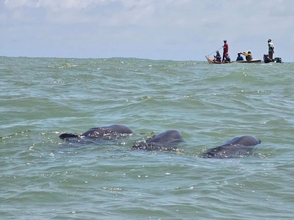 Rescatados más de 200 delfines que vararon este lunes en el Parque Nacional&nbsp;Morrocoy