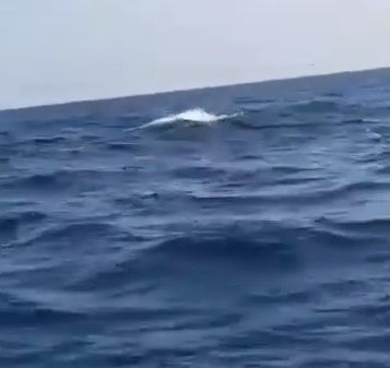 Ballenas jorobadas en aguas territoriales de Venezuela&nbsp;(Video)
