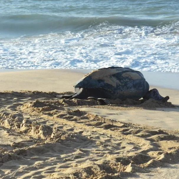 Un ejemplar de la tortuga más grande del mundo depositó sus huevos en&nbsp;Margarita