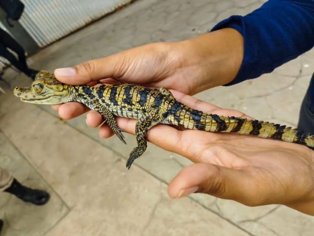 MINEC liberó ejemplar de «baba» en la Laguna Rómulo Gallegos de&nbsp;Lechería